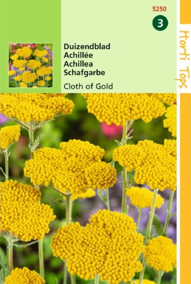 Yarrow Cloth of Gold (Achillea) 1500 seeds